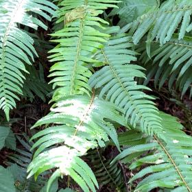 Photo of the plant species Western Swordfern by @IconSwallowwort named Scarlett on Greg, the plant care app
