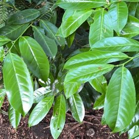 Photo of the plant species Cherry Laurel by @IconSwallowwort named Sage on Greg, the plant care app