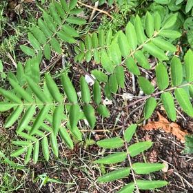 Photo of the plant species Royal Fern by @IconSwallowwort named Lebron on Greg, the plant care app