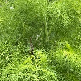 Photo of the plant species Dill by @IconSwallowwort named Surya on Greg, the plant care app