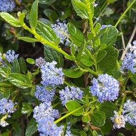 Photo of the plant species Blue Mountain Lilac by @IconSwallowwort named Robert Plant on Greg, the plant care app