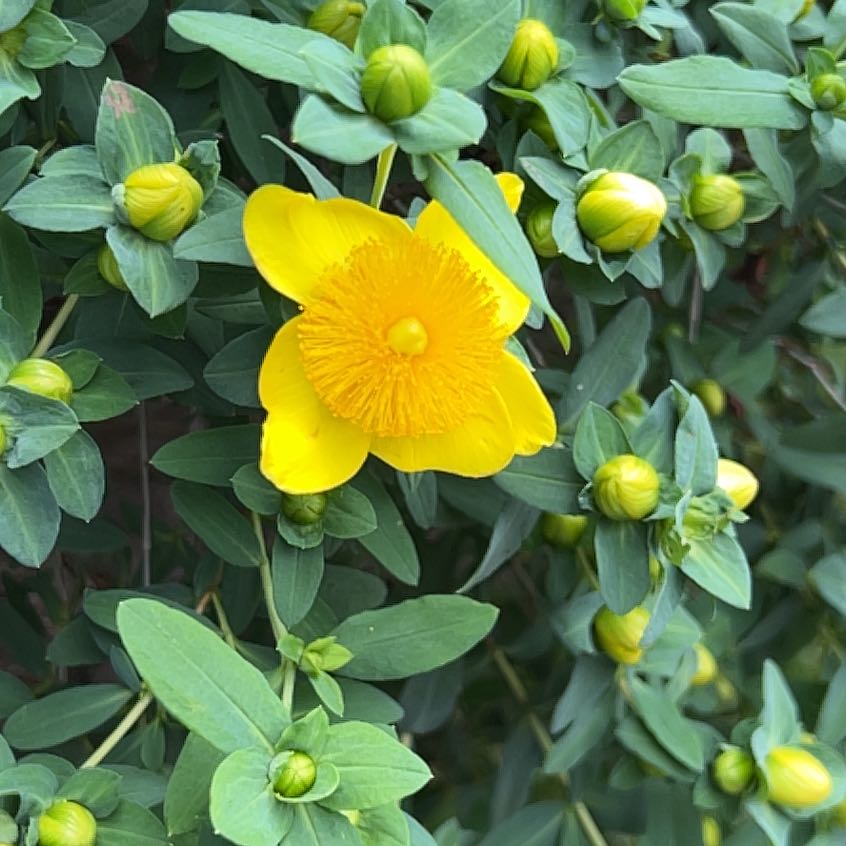 Photo of the plant species St. John's Wort by @IconSwallowwort named Prince on Greg, the plant care app