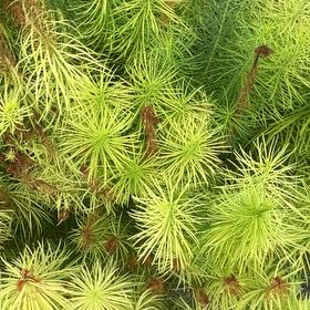 Photo of the plant species Cypress Spurge by @IconSwallowwort named Rihanna on Greg, the plant care app