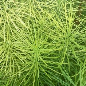 Photo of the plant species Great Horsetail by @IconSwallowwort named Sigmund on Greg, the plant care app