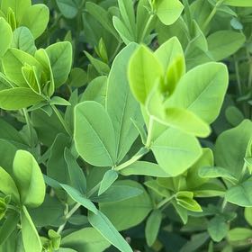 Photo of the plant species Baptisia Australis by @IconSwallowwort named Gregarious on Greg, the plant care app