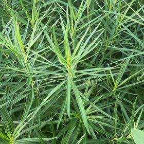 Photo of the plant species Yellow Oleander by @IconSwallowwort named Hamilton on Greg, the plant care app
