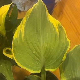 Photo of the plant species Earth Angel Hosta by @Ethan_Plantss named Zeus on Greg, the plant care app