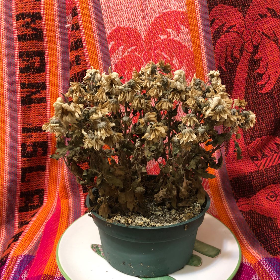 A potted Florist's Daisy with significant browning and wilting, indicating poor health.