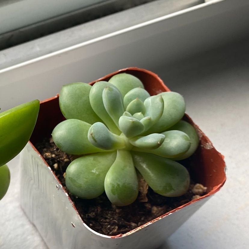 Photo of the plant species Echeveria Snowball by @LightCuplichen named Khaleesi on Greg, the plant care app