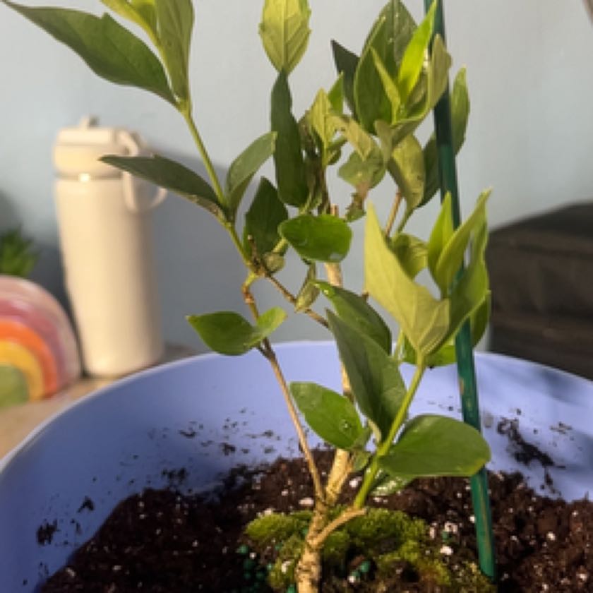 Photo of the plant species parijat plant by @SunnyFlax named Walt on Greg, the plant care app