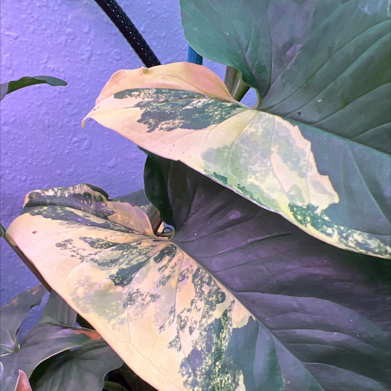 Syngonium aurea plant with variegated leaves showing yellowing and browning.