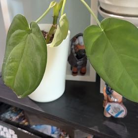Photo of the plant species Syngonium chiapense by @Cilghal named Fernie Mac on Greg, the plant care app