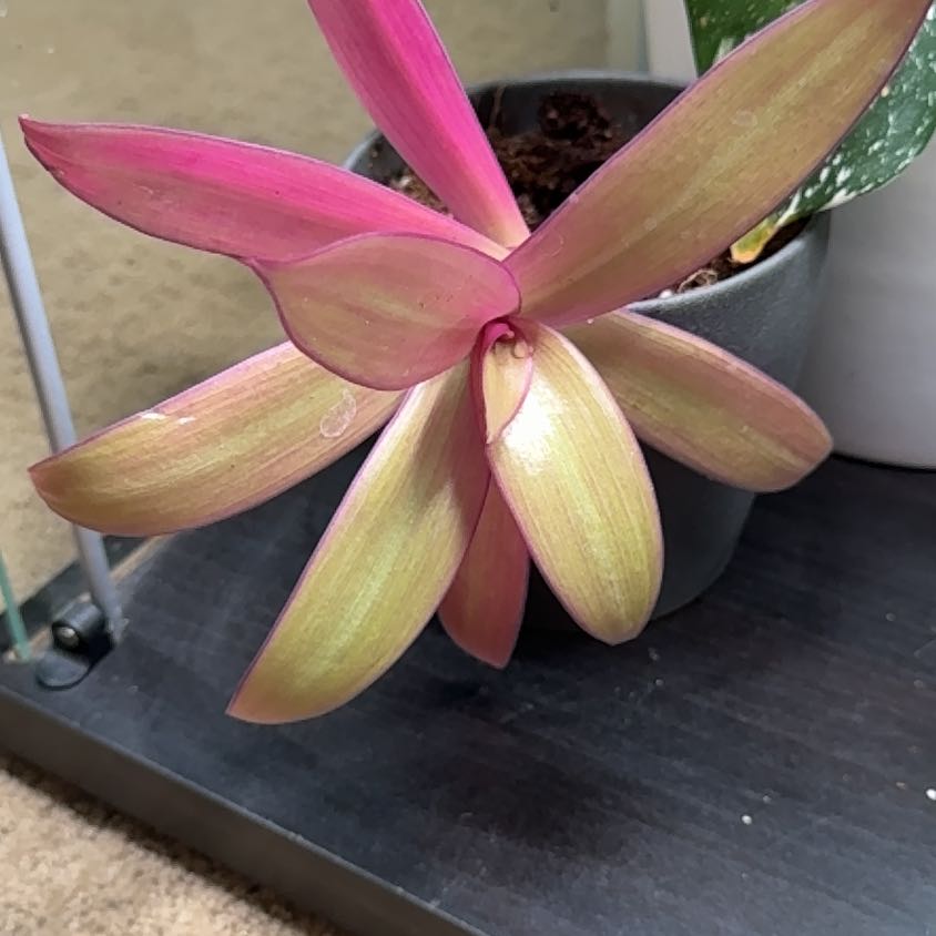 Photo of the plant species Rhoeo Golden by @Cilghal named Beyonce on Greg, the plant care app