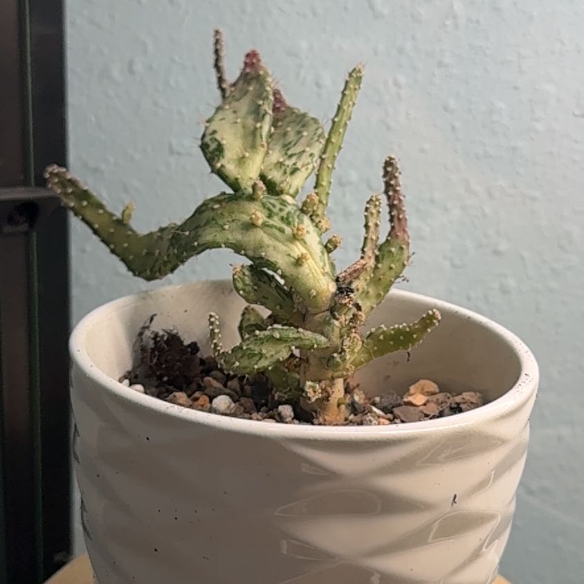Photo of the plant species Variegated Joseph's Coat by @Cilghal named Luna on Greg, the plant care app