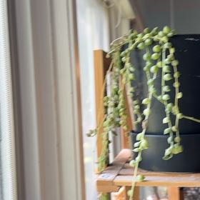 Photo of the plant species String of Tears by @Cilghal named Curie on Greg, the plant care app