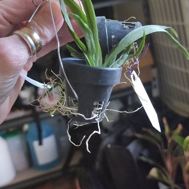 Photo of the plant species Sweet Pink by @BullishMorombe named Taylor Swift on Greg, the plant care app