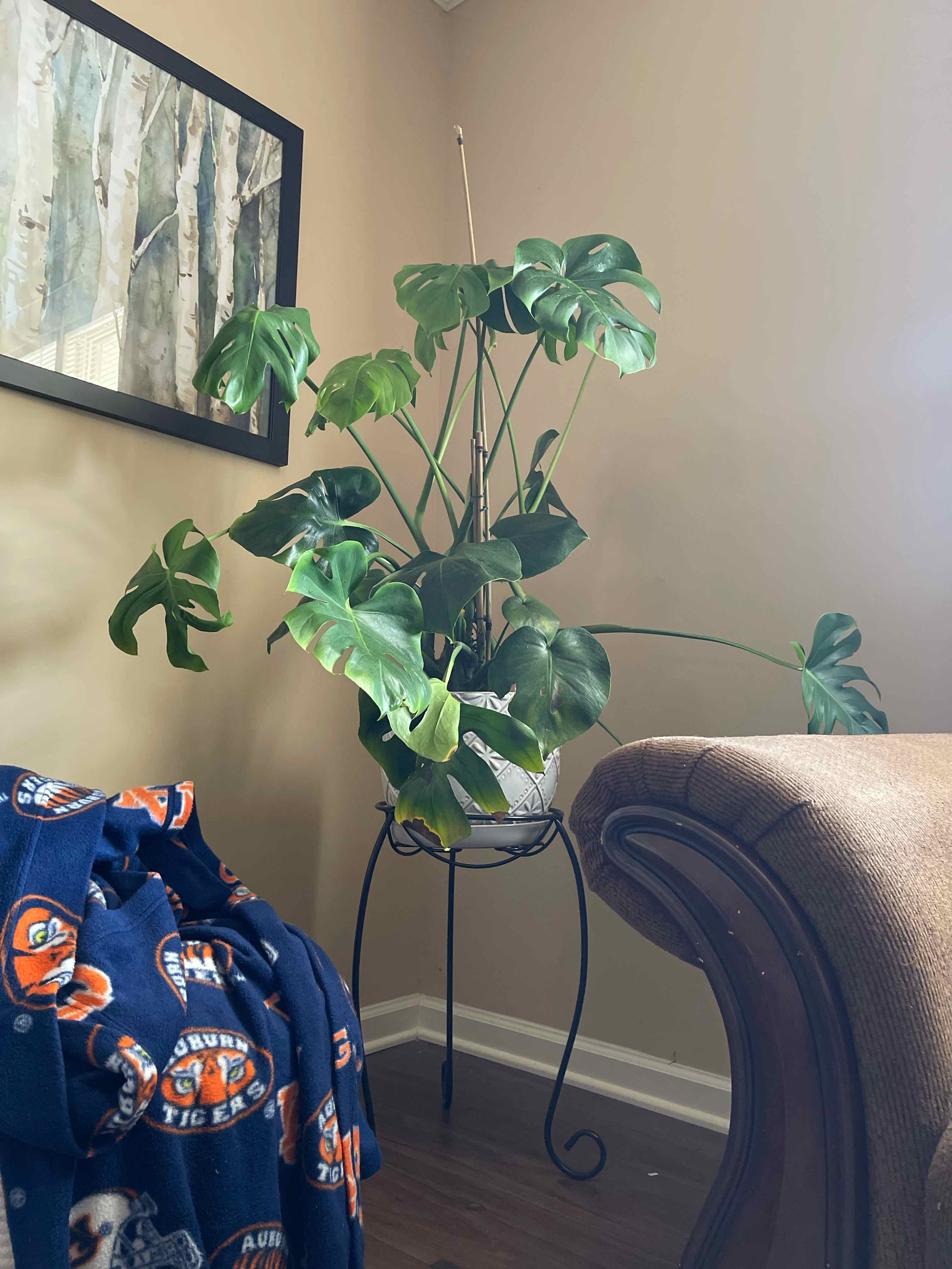 Monstera plant photo by @Nathan named Krisangi on Greg, the plant care app.