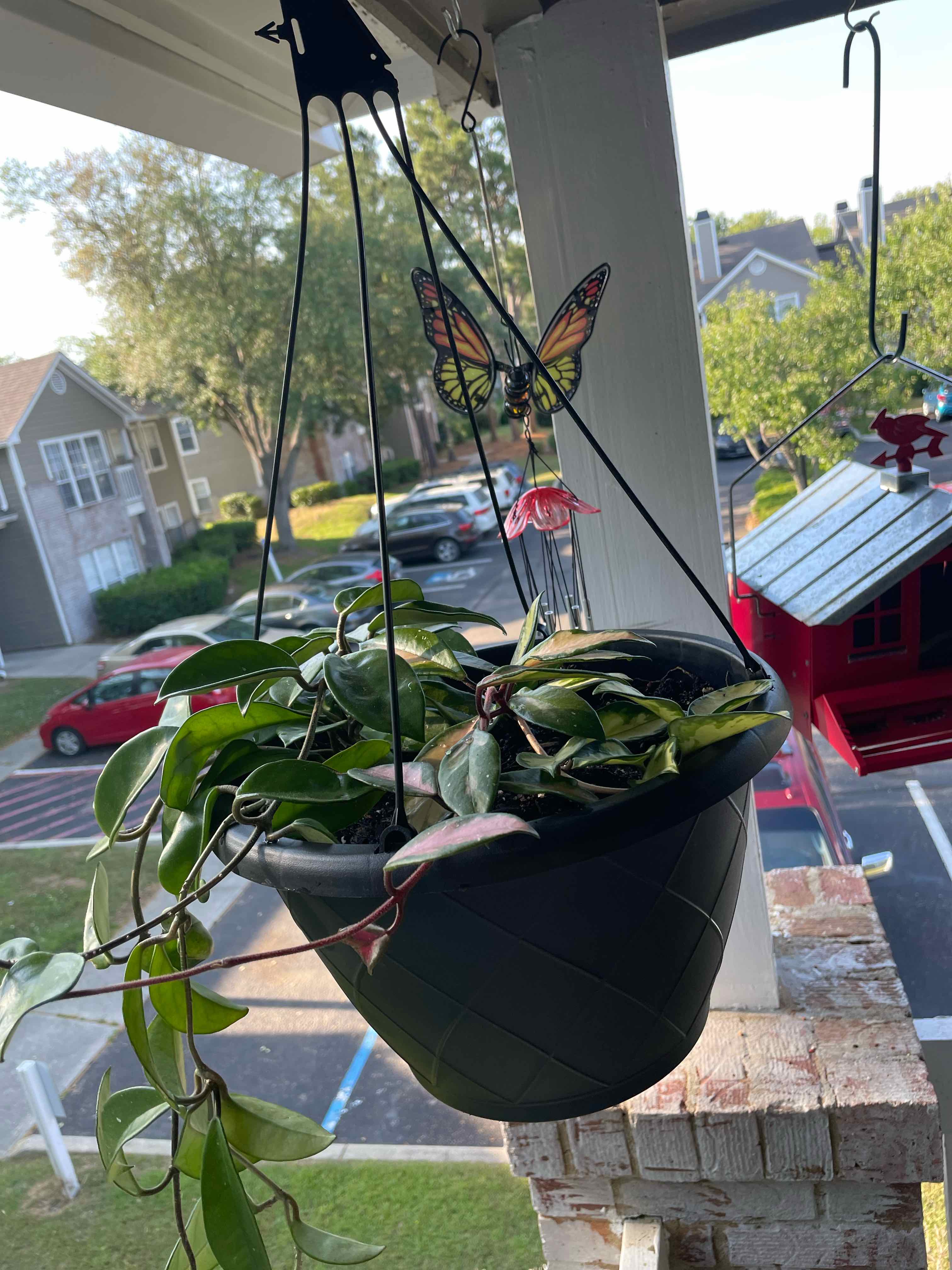 Hanging pot with a Krimson Princess Hoya plant, healthy green leaves with variegation, residential background.