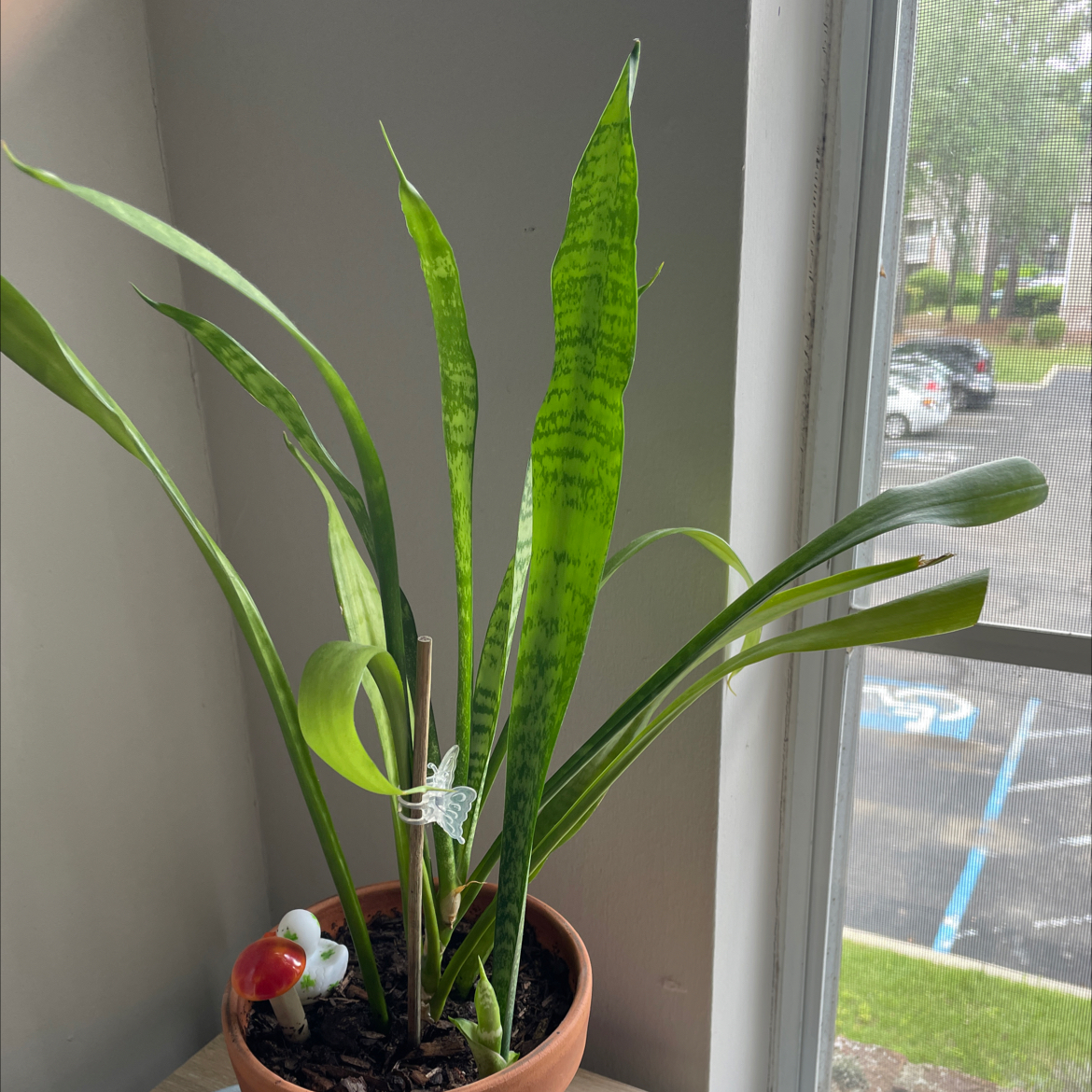 Snake Plant in a pot near a window with a small decorative item in the soil.