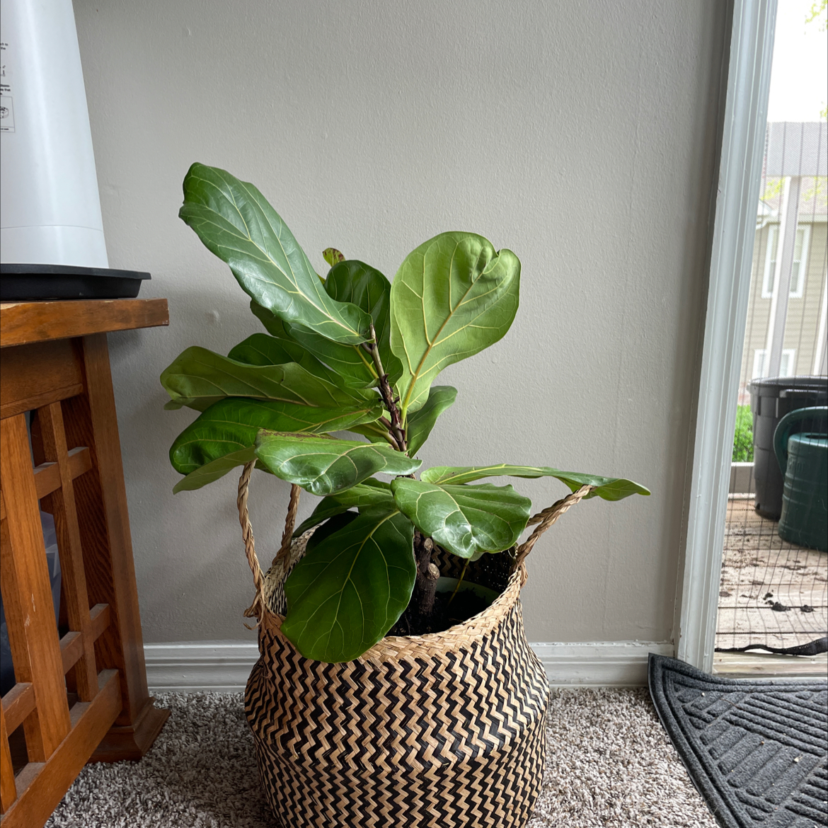 Fiddle Leaf Fig plant in a woven basket indoors near a window.