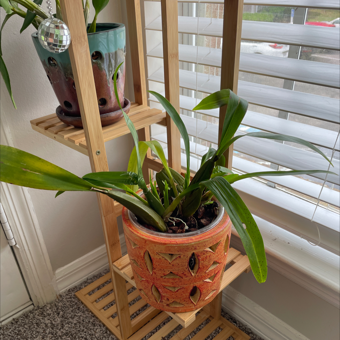 Oncidium sharry baby 'Sweet Fragrance' plant in a pot on a wooden shelf near a window.