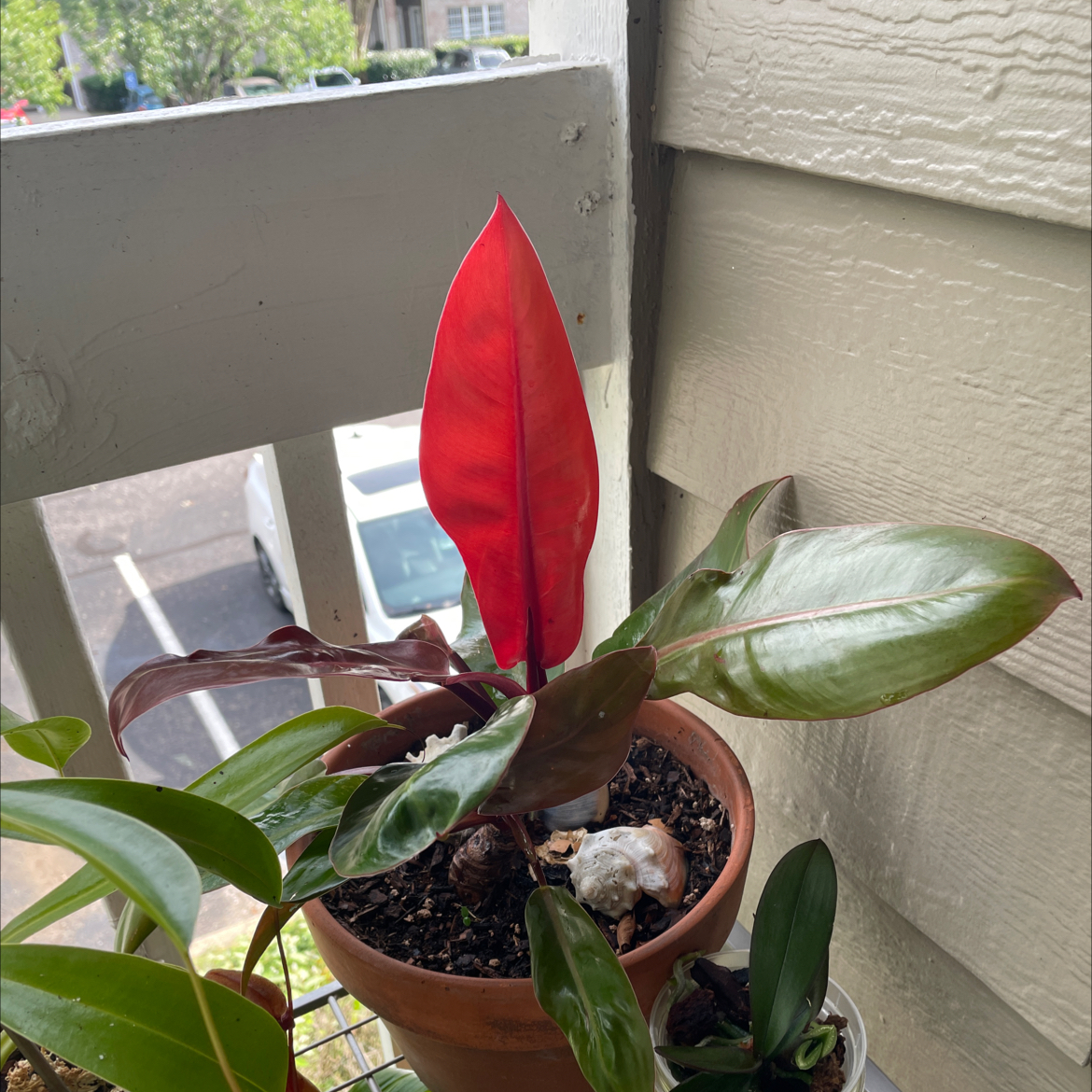 Philodendron Prince of Orange plant in a pot with vibrant red and green leaves.