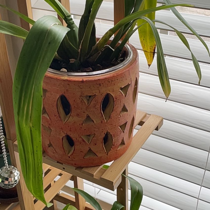 Oncidium sharry baby 'Sweet Fragrance' plant in a decorative pot with one yellowing leaf.