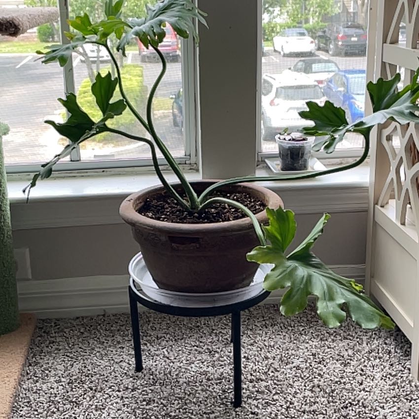 Healthy aloe vera plant in a brown pot by a window, with tall upward-growing green leaves that have white speckles and serrated edges.