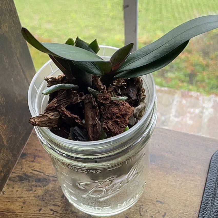 Phalaenopsis Orchid in a glass jar with bark as the growing medium.