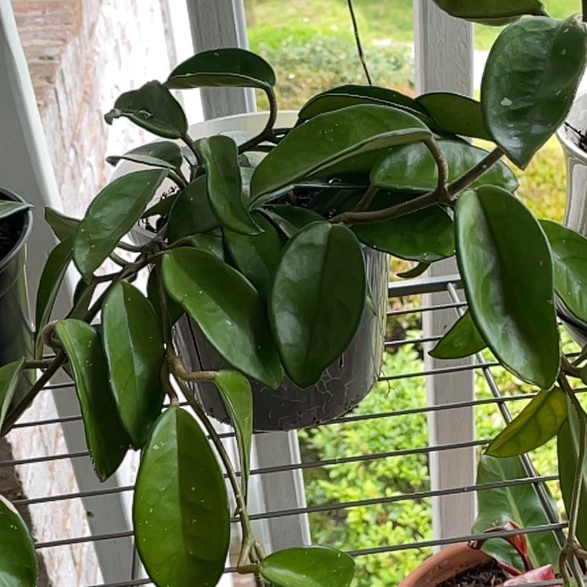 Healthy Hoya carnosa Waxplant with thick, glossy, dark green leaves growing in a hanging basket, well-framed against a bright background.