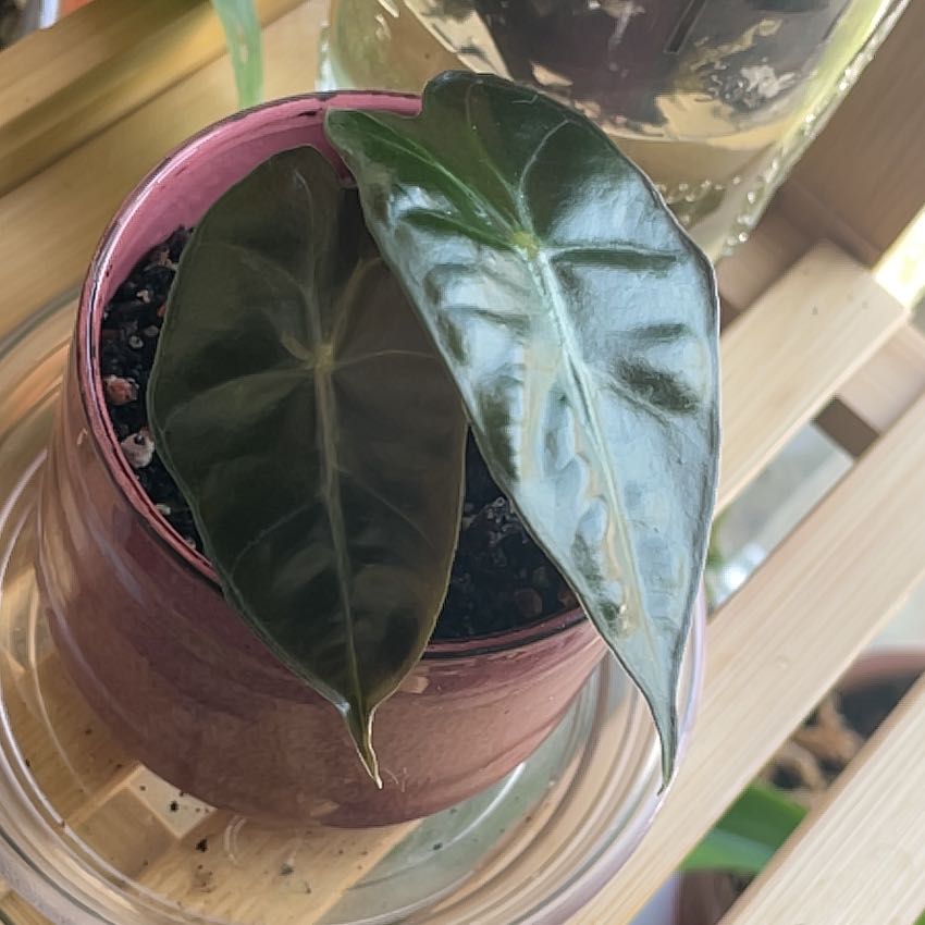 Alocasia Polly Plant in a pink pot with two visible leaves, one showing slight discoloration.