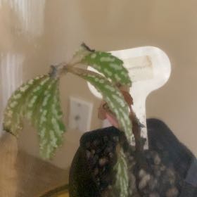 Photo of the plant species Begonia hemsleyana by @WillWatermelon named Hemingway on Greg, the plant care app