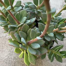 Photo of the plant species Rock Purslane by @WarmRoyalflush named Terra on Greg, the plant care app