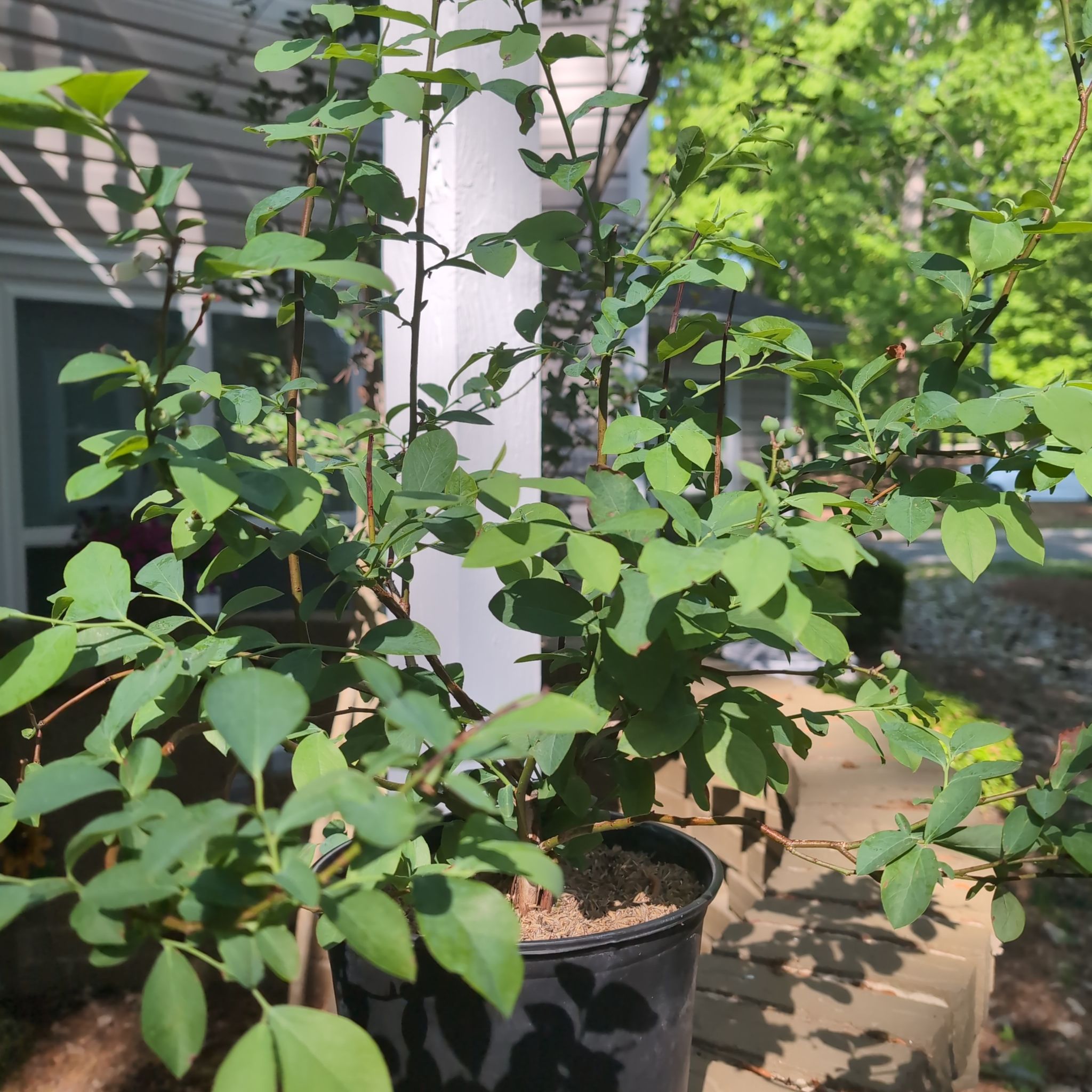 Photo of the plant species Climax Rabbit Eye Blueberry by @IdolLavaplant named Prema on Greg, the plant care app