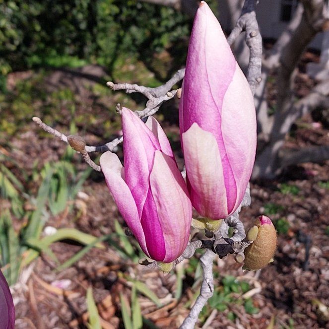 Photo of the plant species Ipomoea Carnea by @SuperRhubarb named Hamilton on Greg, the plant care app