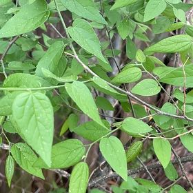 Photo of the plant species Wild Clematis by @RealPukatea named Sonora on Greg, the plant care app