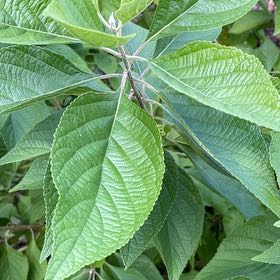 Photo of the plant species Beautyberry by @RealPukatea named Achilles on Greg, the plant care app