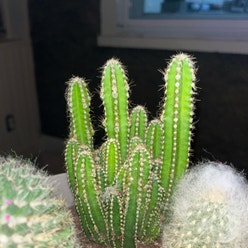 Fairy Castle Cactus plant