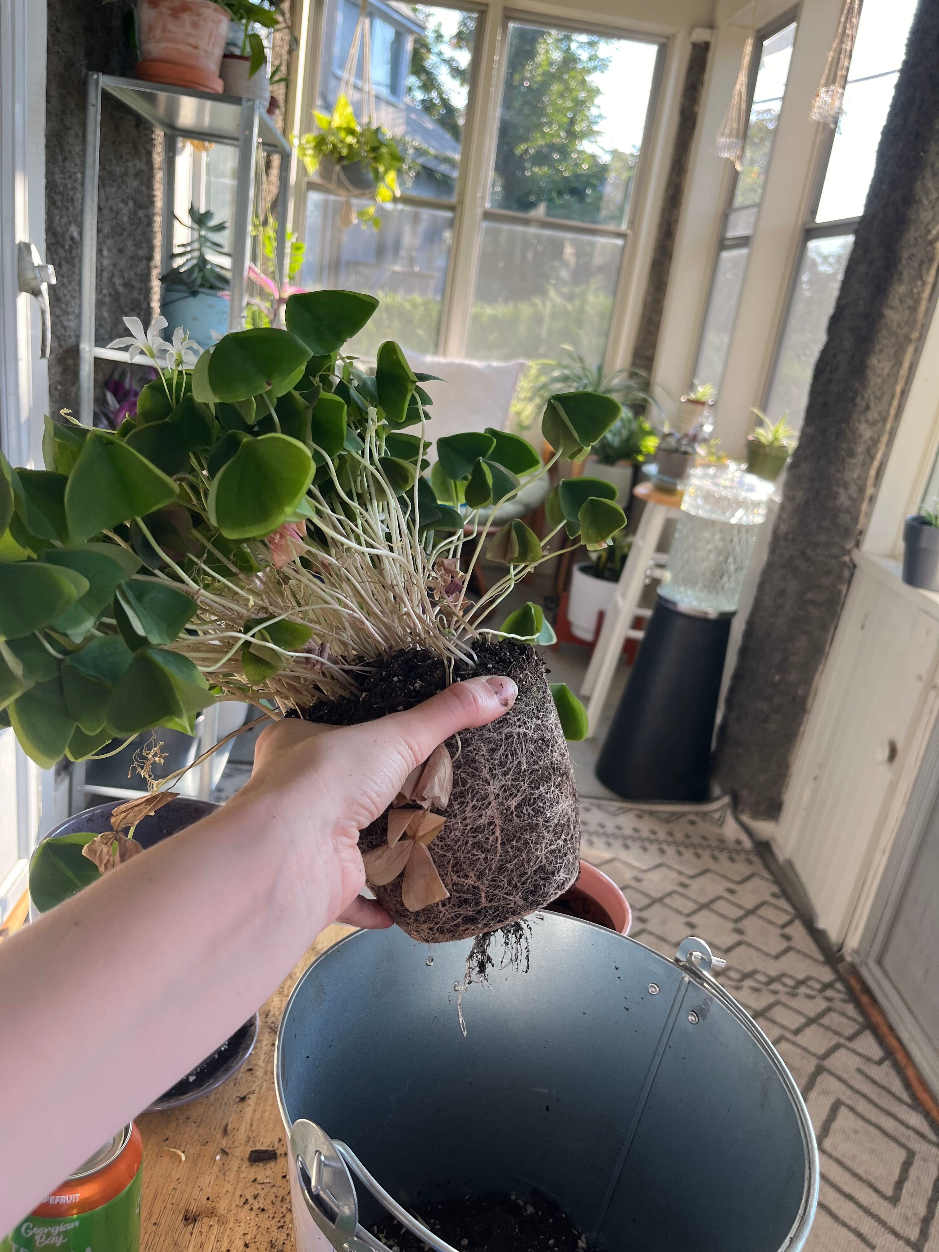 What to Do About Leaves Falling Over on Your Black Shamrock 🍀