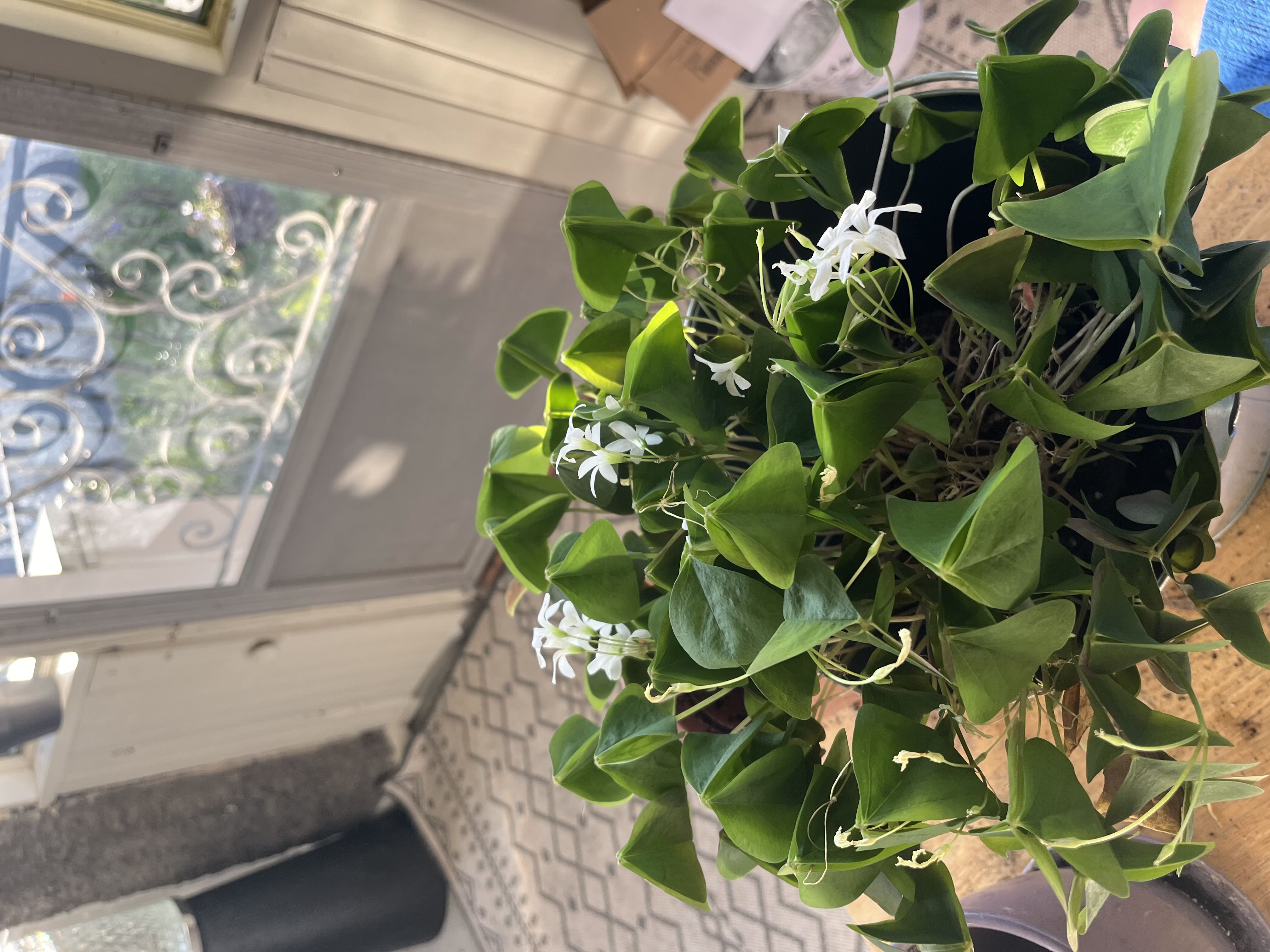 Photo from the post