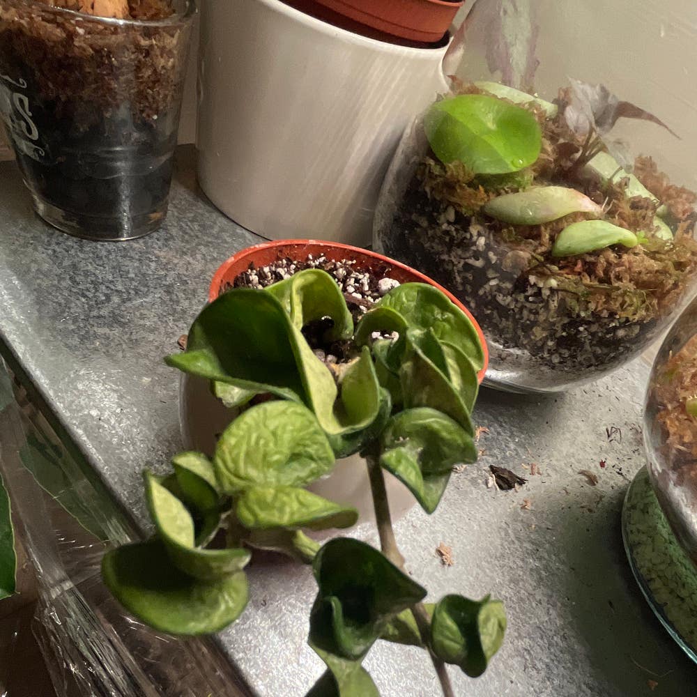 Hoya Poly Albo Plant Care: Water, Light, Nutrients | Greg App 🌱 Hoya Poly Albo Plant Care: Water, Light, Nutrients | Greg App 🌱