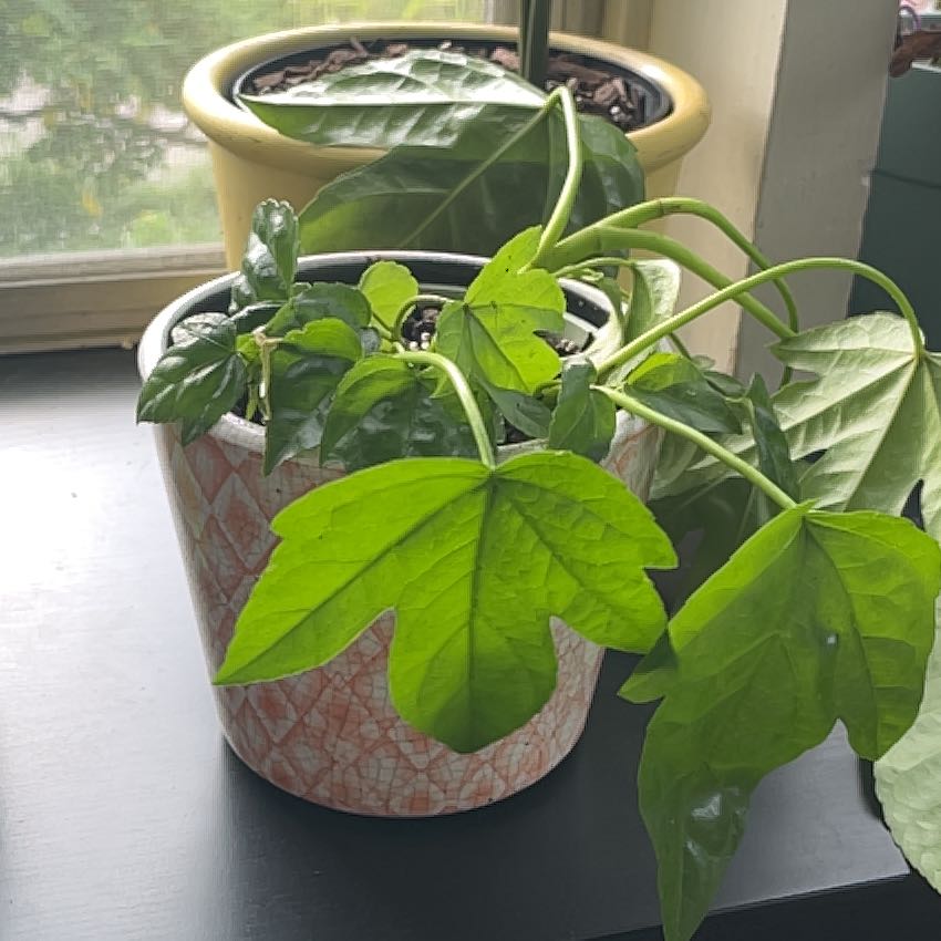Photo of the plant species Fatsia Japonica Spider Web by @LoyalYellowrose named ChloroPhil on Greg, the plant care app