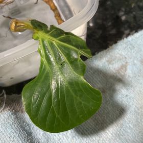 Plant care for Frustrated Pepper on Greg, the plant care app