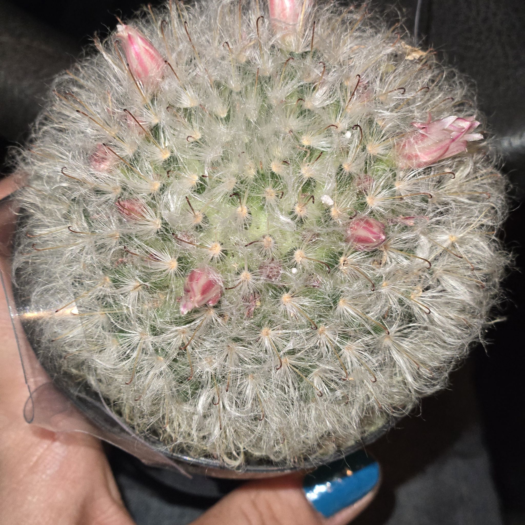 Powder Puff Cactus with pink flowers held by a hand.