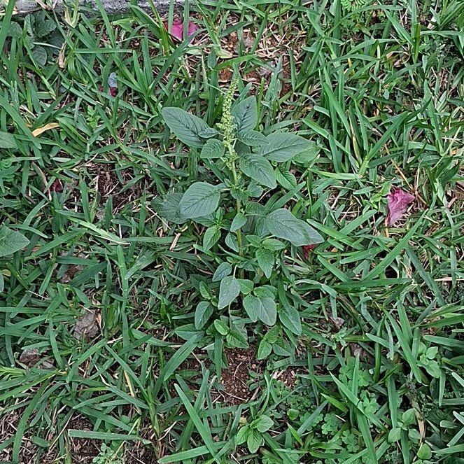 Photo of the plant species Palmer's Amaranth by @UniqueWodyetia named Mando on Greg, the plant care app