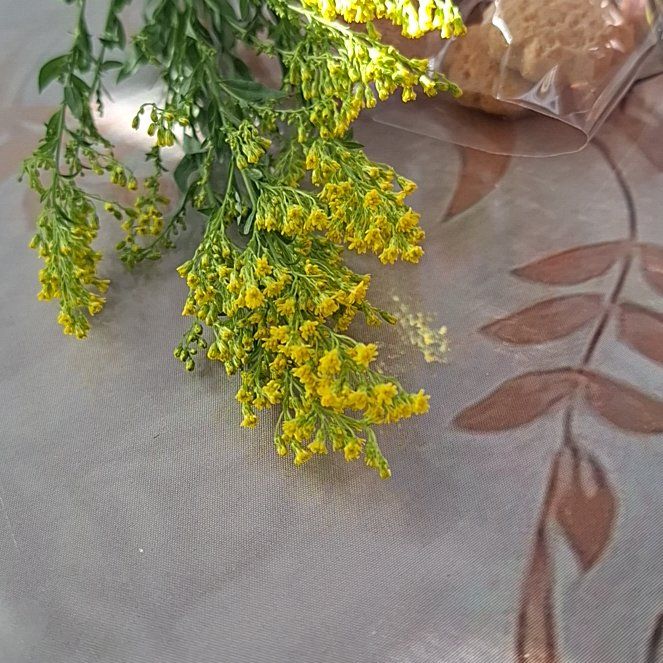 Photo of the plant species Rough Canada Goldenrod by @UniqueWodyetia named Bieber on Greg, the plant care app