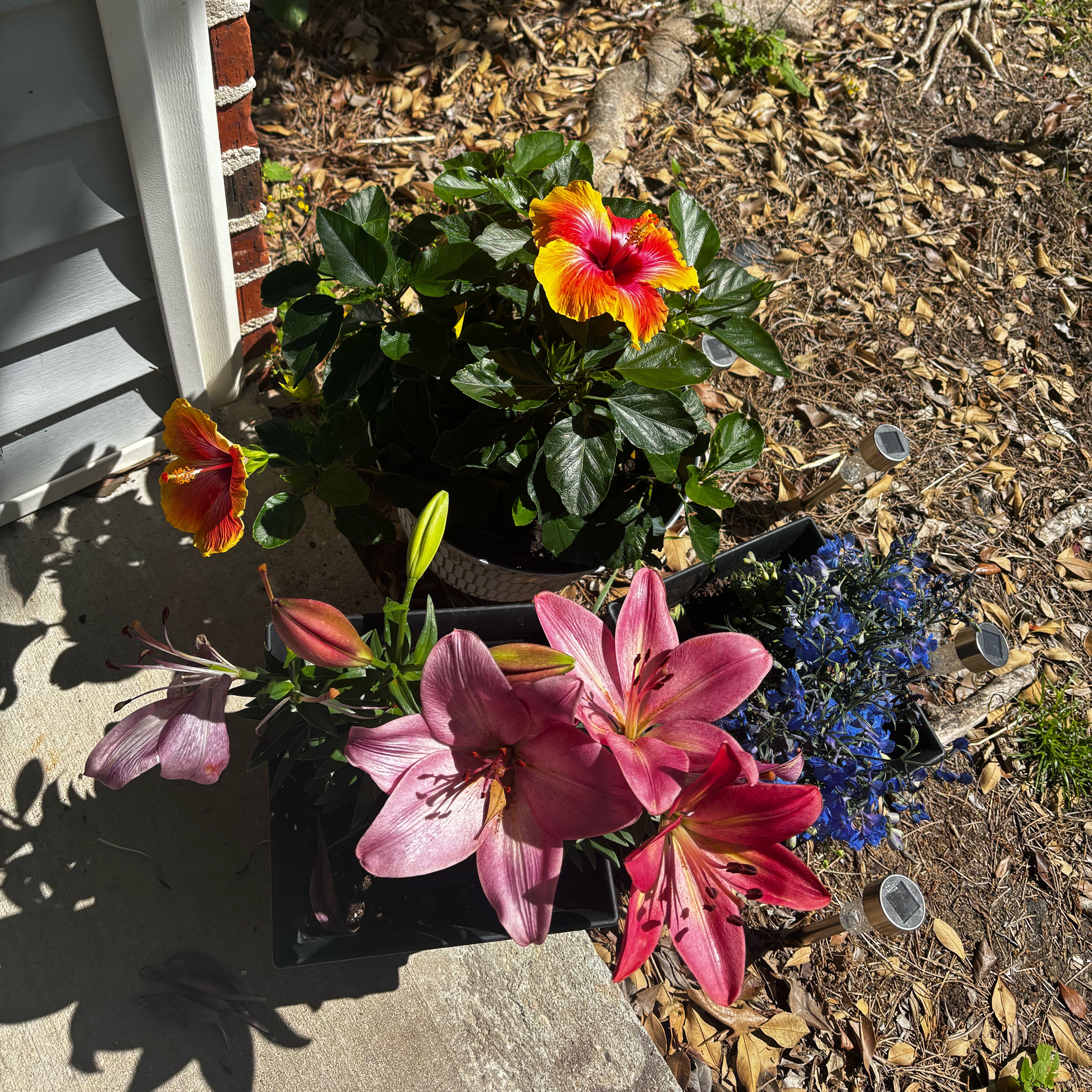 Photo of the plant species Double Apricot Hibiscus by @SvelteTamarillo named Gates on Greg, the plant care app