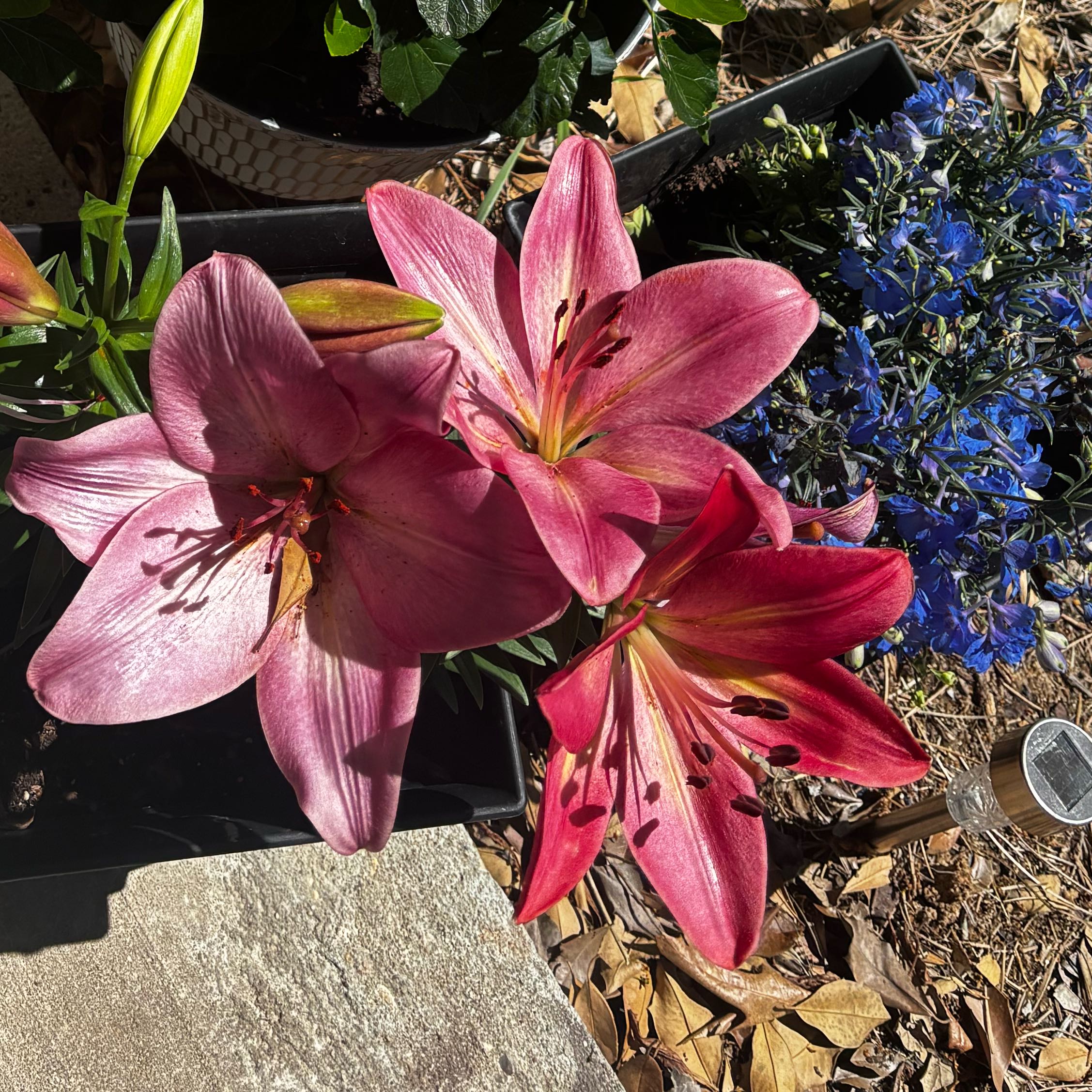 Photo of the plant species Asiatic Lily Red Highland by @SvelteTamarillo named Sherlock on Greg, the plant care app