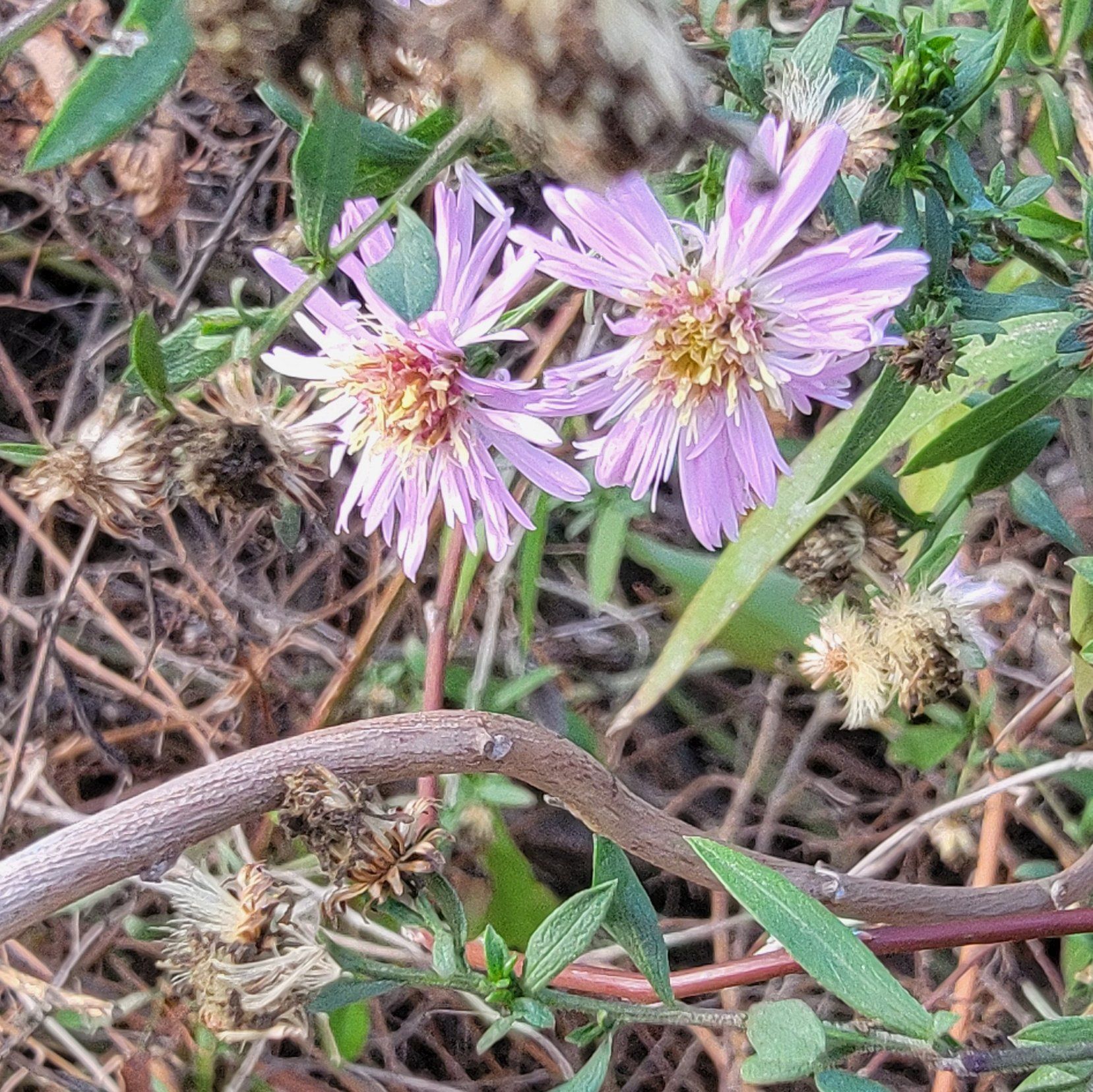 Photo of the plant species Garden Aster by @SuaveJoshuatree named Sanders on Greg, the plant care app