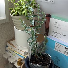 Photo of the plant species Moon Lagoon Eucalyptus by @LargeGasplant named Morgan Treeman on Greg, the plant care app